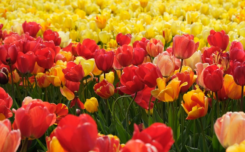 智慧旅游迎来新发展机遇,多地加速政策推动与技术创新 智慧旅游迎来新发展机遇,多地加速政策推动与技术创新