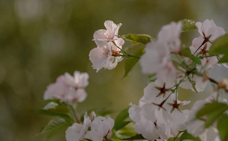 2025成都春日消费季启幕,丰富活动助力消费潜力释放 2025成都春日消费季启幕,丰富活动助力消费潜力释放