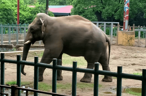 动物园票务系统凯发娱乐的解决方案 动物园票务系统凯发娱乐的解决方案