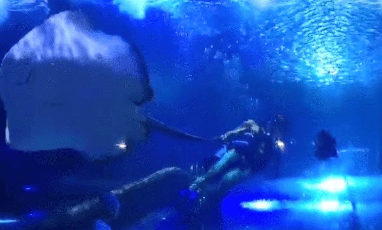 易景通景区票务系统和鸥兴海洋世界达成合作 易景通景区票务系统和鸥兴海洋世界达成合作