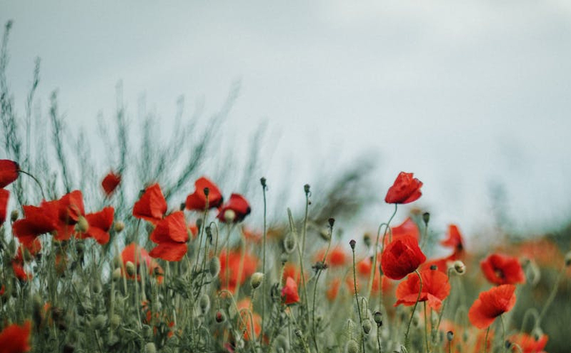 山东省政府印发《实施意见》 深化农文旅融合推动乡村富民产业高质量发展 山东省政府印发《实施意见》 深化农文旅融合推动乡村富民产业高质量发展