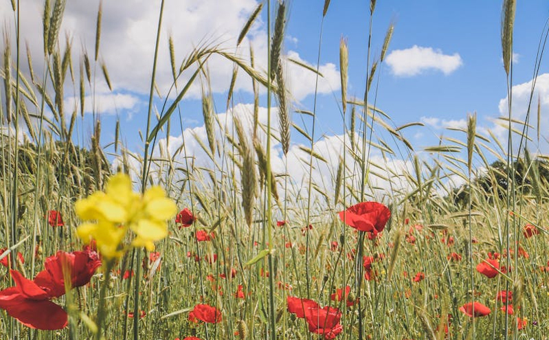 湖北发布文化创新行动方案,打造世界知名文化旅游目的地 湖北发布文化创新行动方案,打造世界知名文化旅游目的地