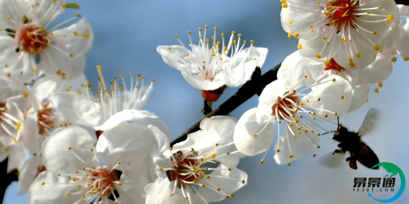 景区票务系统让游客快捷进入景区