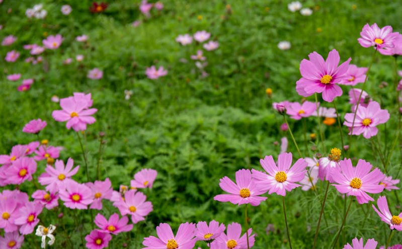 国务院发布新措施促进文化和旅游消费 扩大市场新增长点