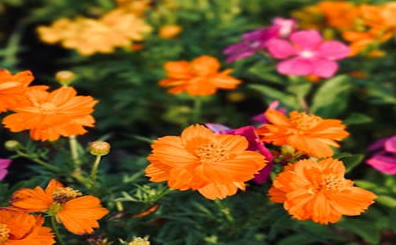 智慧旅游推动全域协同发展 提升市场治理与服务便捷性