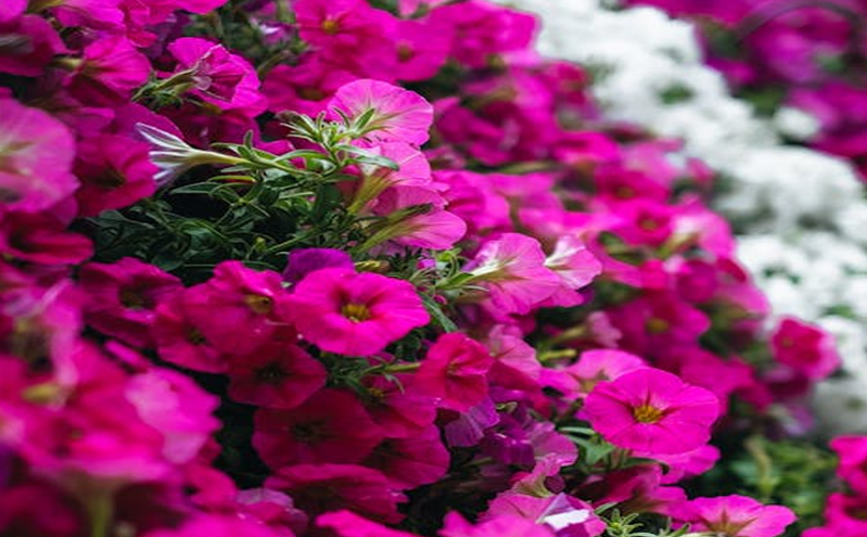 智慧博物馆：推动文化保护与服务的全面升级