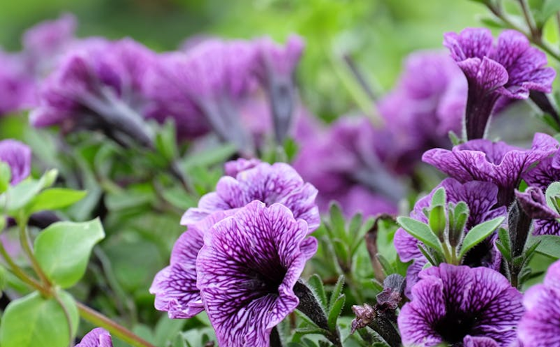 一码游联动打造全域旅游新体验，助力文旅消费升级