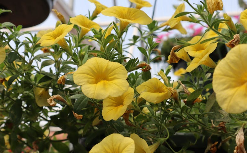 智慧乡村助力乡村旅游综合治理，推动农文旅深度融合