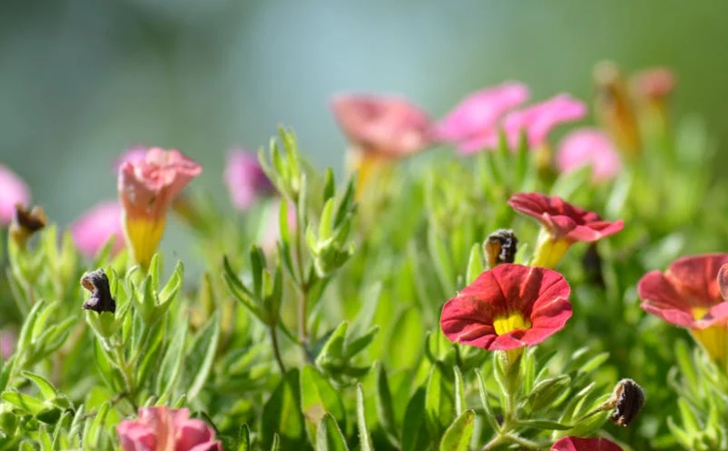 农文旅融合发展面临挑战：提升基础设施与服务水平是关键