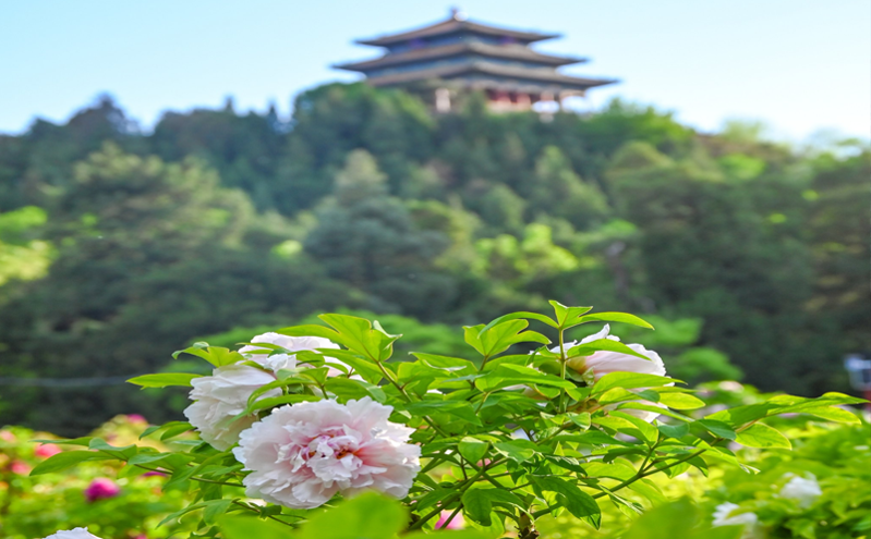 北京五大公园启航‘游船智慧管理系统’ 助力春季赏花出行