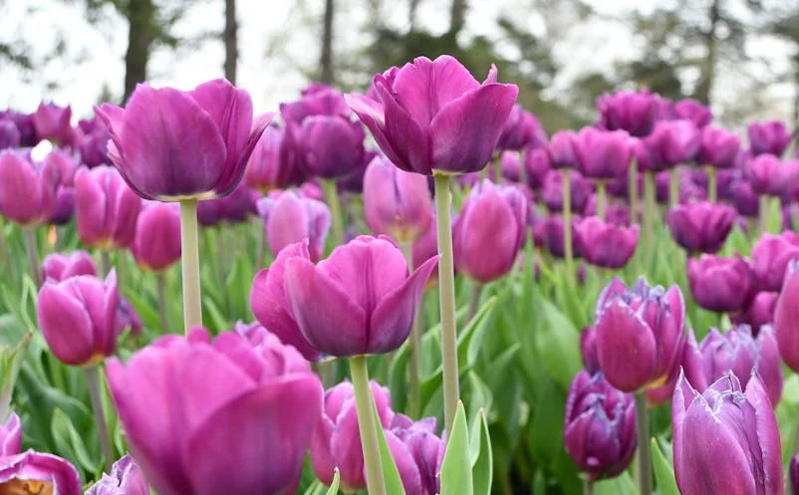 人工智能引爆文旅创新潮 助推沉浸体验与精准服务升级