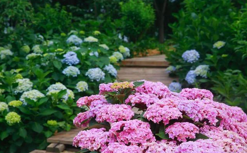 安州油菜花节迎春游，乡村文化旅游火热进行