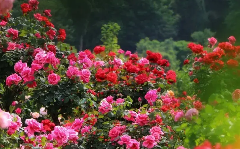 安州油菜花节迎春游，乡村文化旅游火热进行