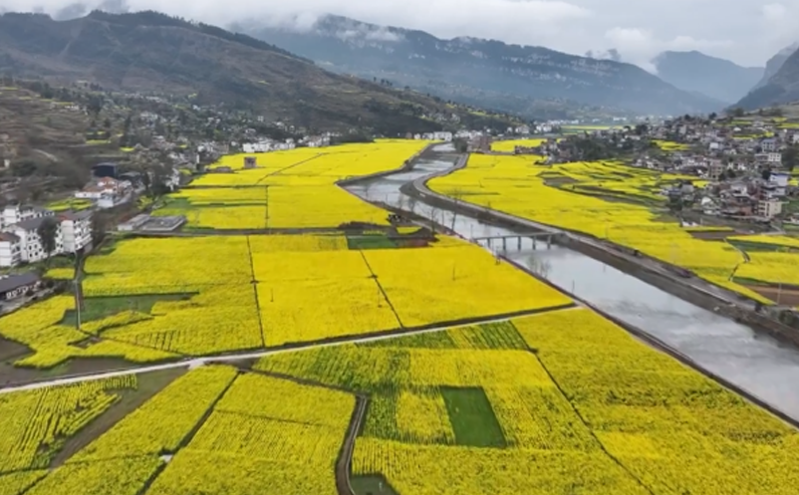 桐梓春光无限，花海带动乡村振兴