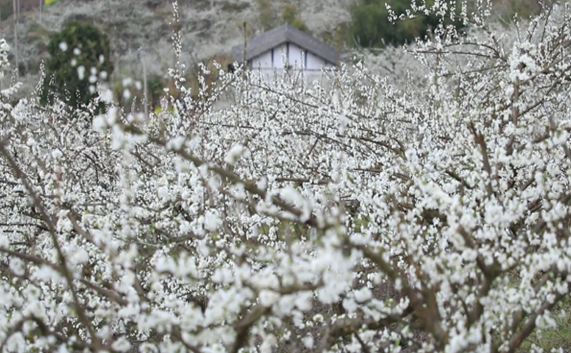 桐梓春光无限，花海带动乡村振兴