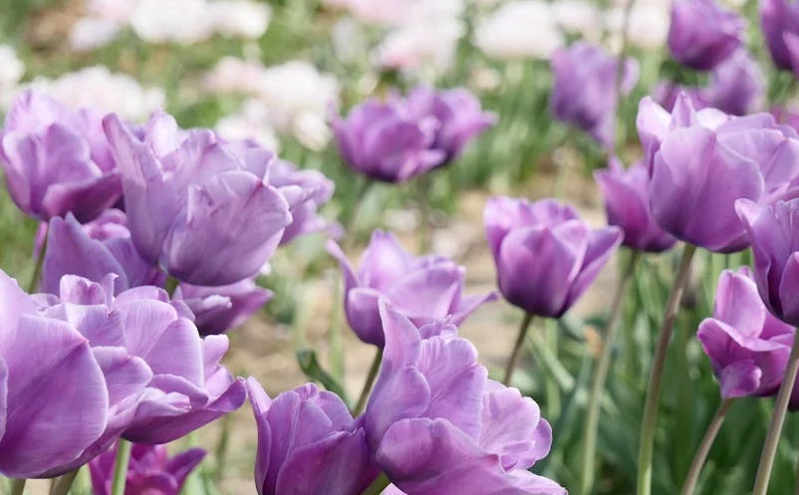 山西文旅系统锚定“文旅强省”目标 全力推动产业提质增效