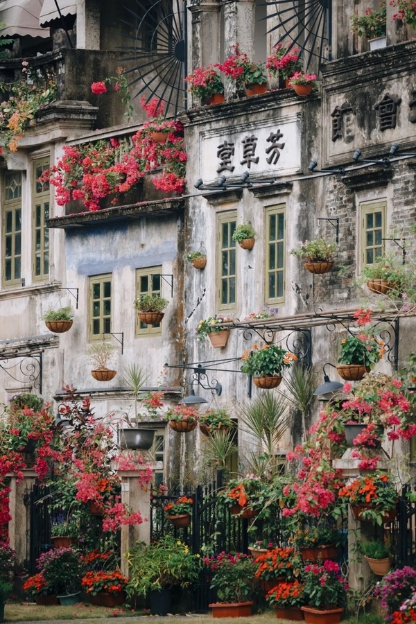 江门以花为媒打造春季农文旅盛宴 多元线路激活文旅消费新活力