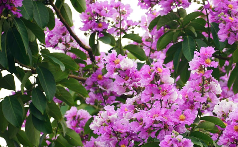 京津冀全域花开 20大赏花片区打造四条主题旅游线路