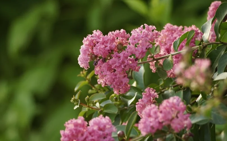 京津冀全域花开 20大赏花片区打造四条主题旅游线路