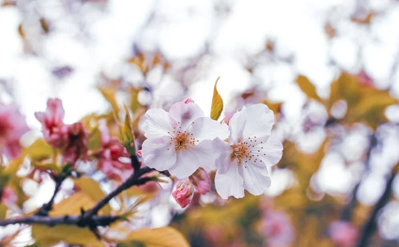 ai助力海南智慧文旅建设 助力打造个性化旅游体验