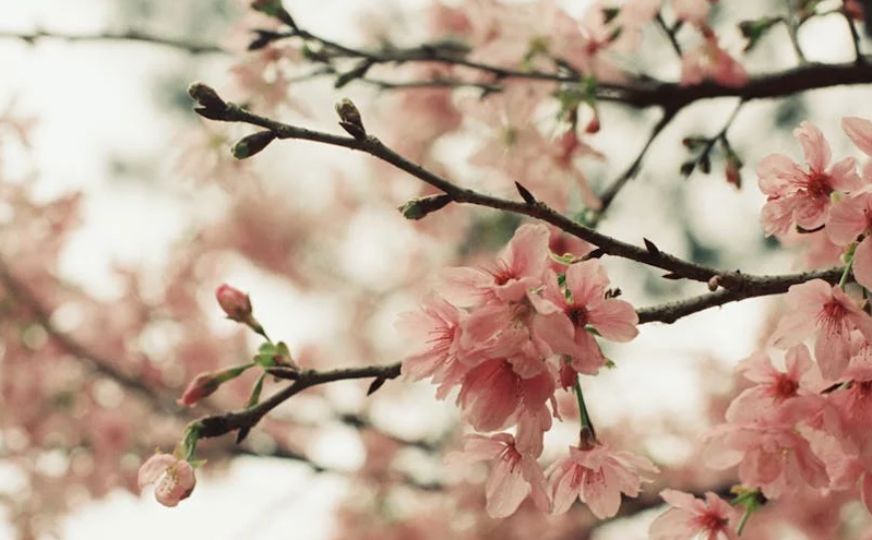 四川省发布《进一步促进入境旅游行动方案》，推动国际旅游高质量发展