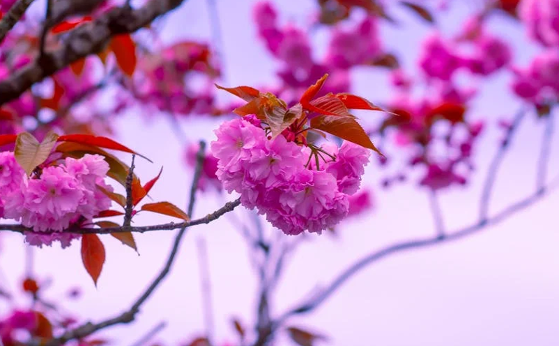 跟着话剧《苏堤春晓》游四川，跨城观演享多重旅游优惠