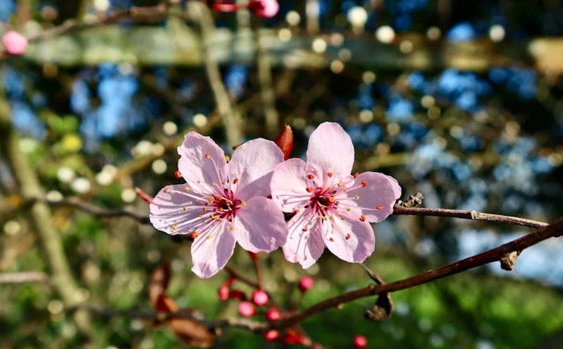 跟着话剧《苏堤春晓》游四川，跨城观演享多重旅游优惠