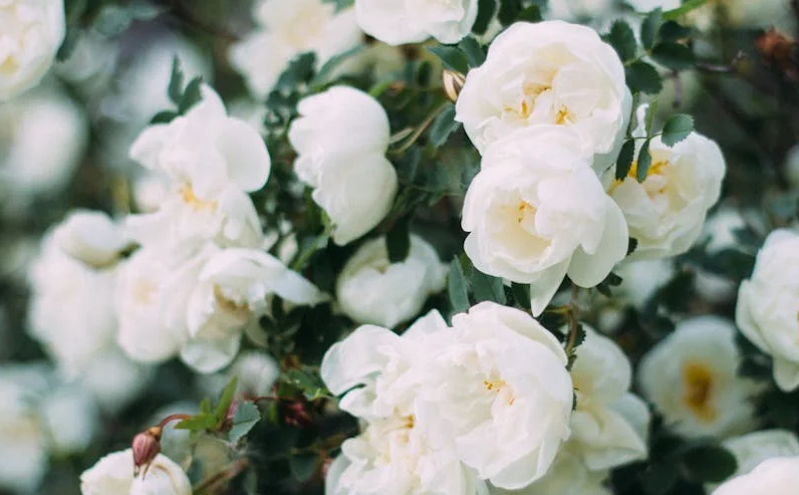 第七届中国（大连）国际文化旅游产业交易博览会开幕