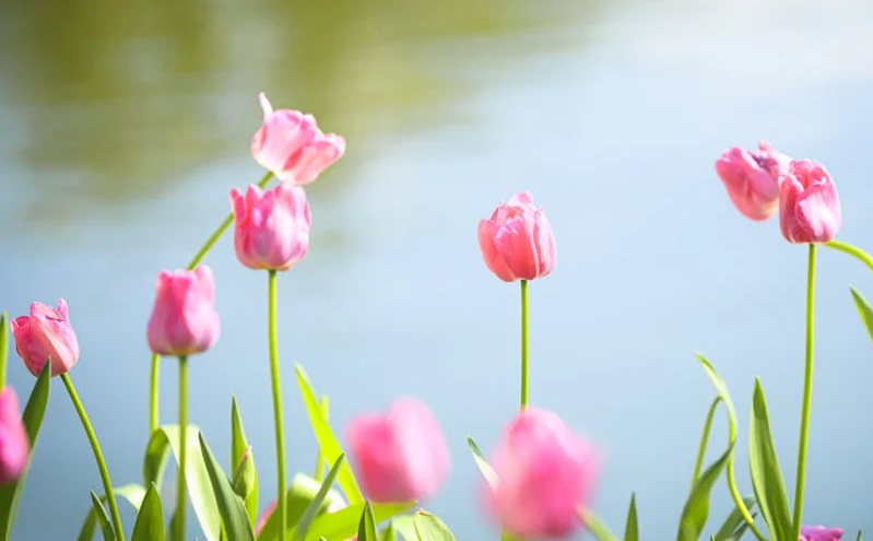 开封市2025清明文化节盛大启幕，四大系列活动精彩纷呈