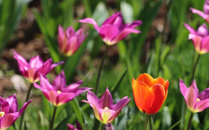 开封市2025清明文化节盛大启幕，四大系列活动精彩纷呈