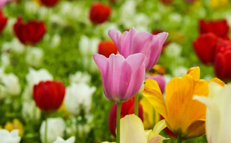 雅安春日经济焕发新活力 文旅活动促进消费提振就业