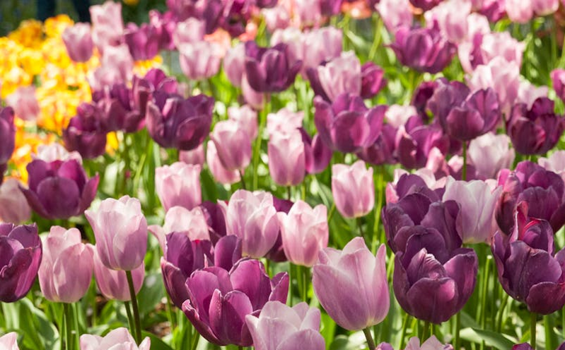 北川第十六届辛夷花生态旅游消费季盛大开幕，文旅融合打造浪漫花海盛宴