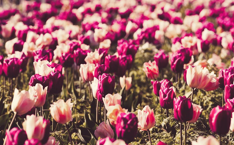 青海旅游市场迎强劲复苏，清明假期机票订单量激增