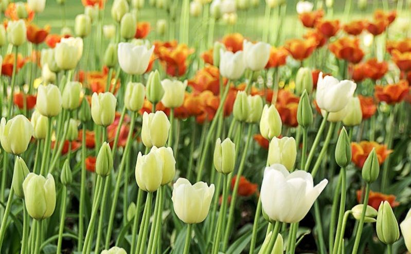 青海旅游市场迎强劲复苏，清明假期机票订单量激增