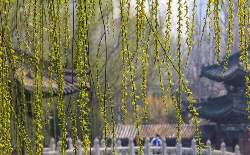 天津清明假期接待游客超 719 万人次 文旅融合激活 “春日经济”