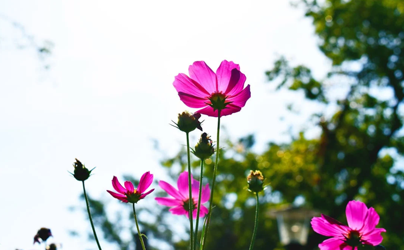 清明文旅市场 “狂飙”：1.26 亿人次踏春 “堵山”，575 亿消费引爆新引擎