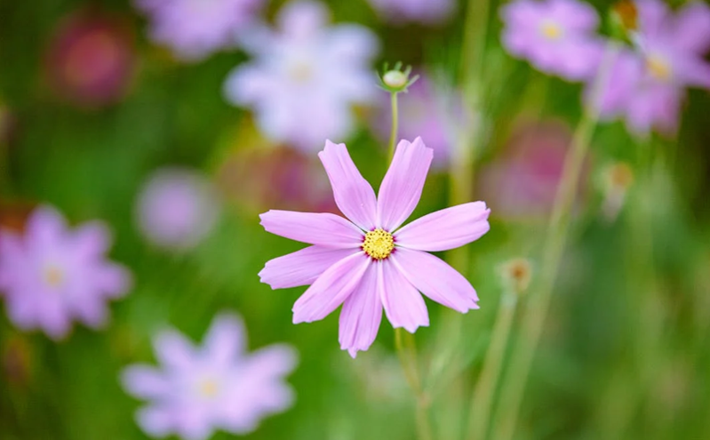 162 万人次 “打卡” 常德！清明假期文旅市场热力全开 民俗赏花邂逅入境游新热潮