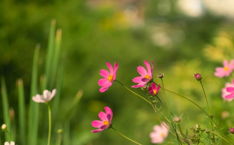 162 万人次 “打卡” 常德！清明假期文旅市场热力全开 民俗赏花邂逅入境游新热潮