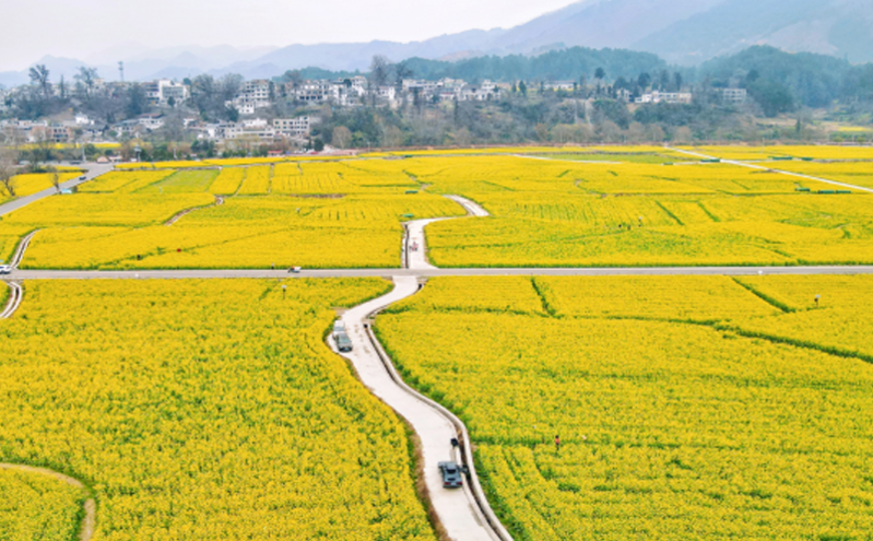 春花烂漫，贵州“花经济”助推春季旅游与乡村振兴