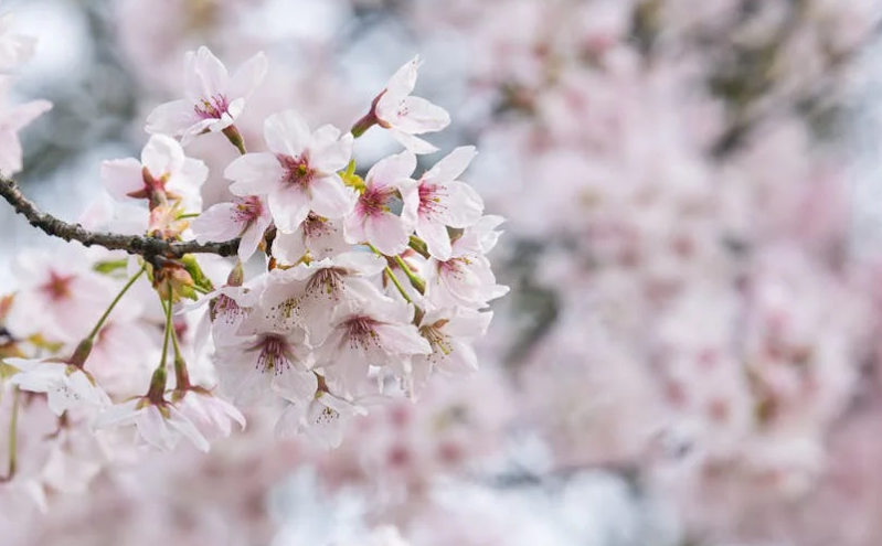 国务院发布《提振消费专项行动方案》 重点推动文体旅游消费升级