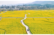 春花烂漫，贵州“花经济”助推春季旅游与乡村振兴