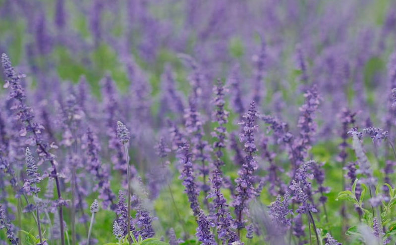 亳州创新“赏花 演艺 研学”模式 激活春季文旅市场新活力