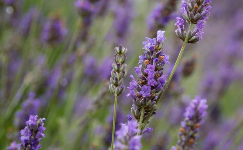 生态文旅融合新模式 助力利辛县农旅高质量发展