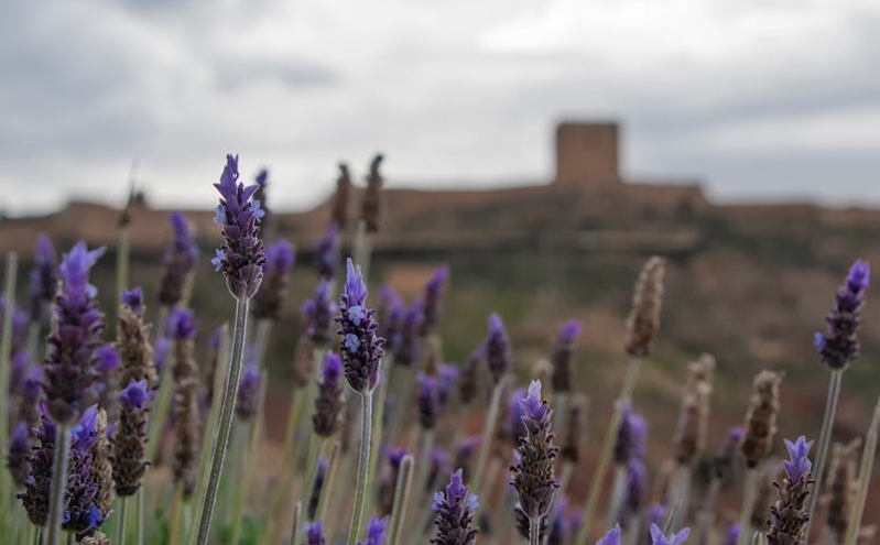 全国地方旅游协会座谈会在自贡召开 助力旅游强国建设