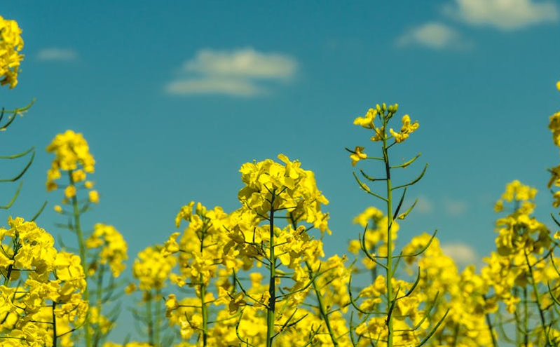 湖北省春季“村晚”系列活动在巴东县土店子村启动 助推乡村“赏花经济”融合发展