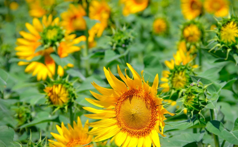 法国徒步爱好者扎根云南十余年：用双脚丈量山河，为世界搭建“徒步之桥”