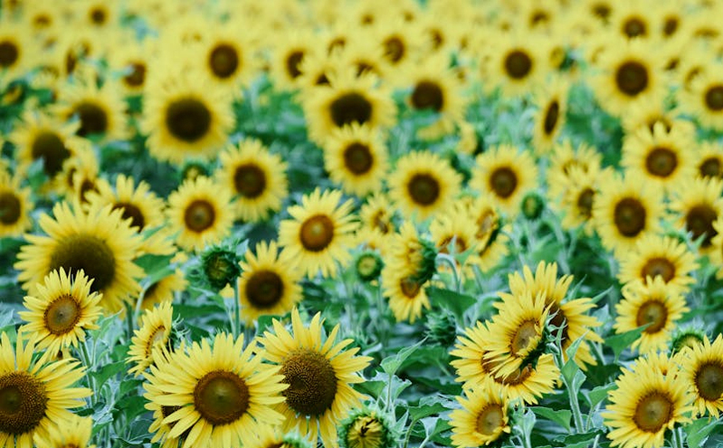 旅居云南”跃升发展新引擎：三年行动计划开启旅居生活新时代