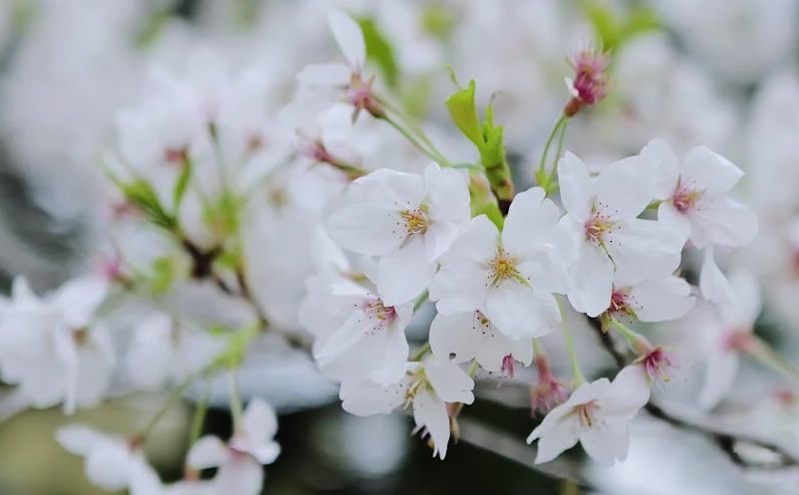 2025世界旅游城市联合会香港香山旅游峰会开幕 促进旅游业高质量发展