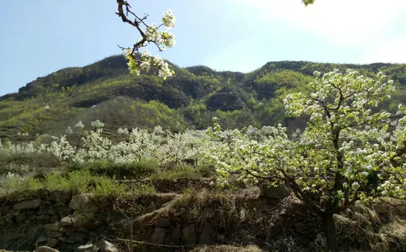 万亩梨花映长城 文旅融合促振兴 —— 青龙满族自治县第十七届官场梨花节启幕