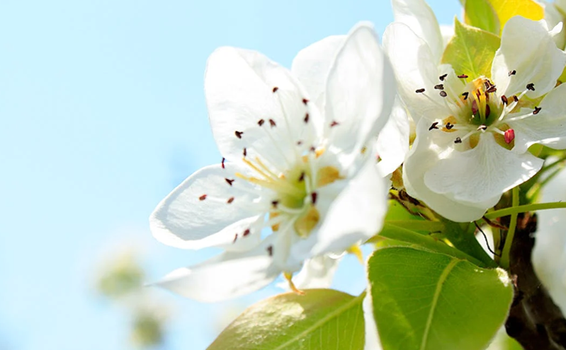 万亩梨花映长城 文旅融合促振兴 —— 青龙满族自治县第十七届官场梨花节启幕